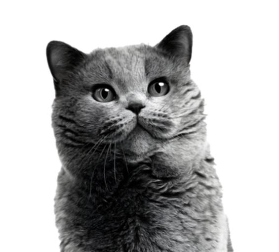 Diätnahrung Katze