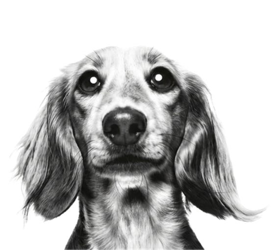 Diätnahrung Hund