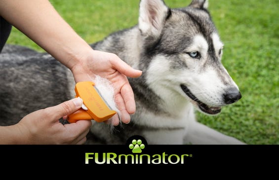 Pet hair everywhere? Not with the right coat care