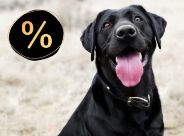 Hundeglück beginnt hier.