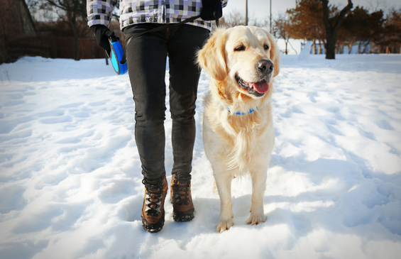 Pfotenfit im Winter!