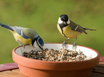 Wildvögel willkommen