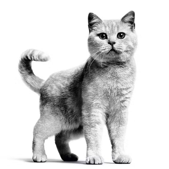 Katzen