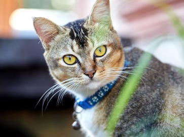 Collars and Leads for Cats