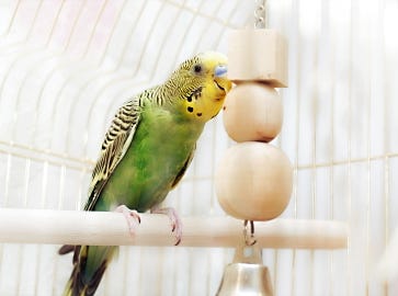 Giochi e divertimento per i tuoi uccelli!