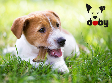 Doby Kauartikel - das Beste für deinen Hund