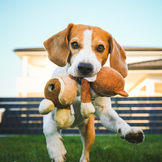 Spielzeug für Hunde