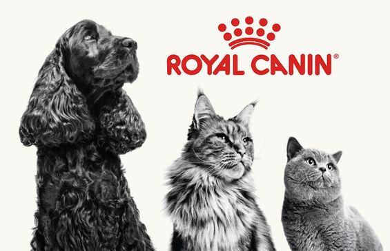 Royal Canin Feuchtnahrung: Jetzt 15% günstiger!