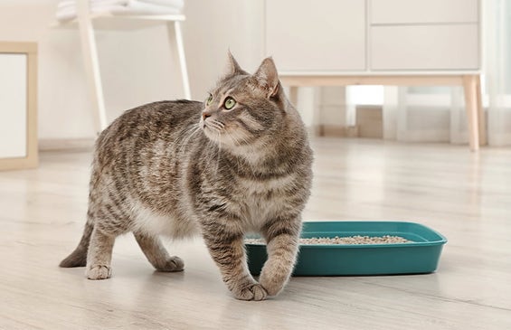 Voor schone en gelukkige katten