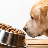 Hauptfutter und Ergänzungsfutter für Hunde