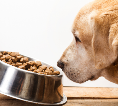 Hauptfutter und Ergänzungsfutter für Hunde