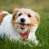 Snacks und Kauartikel für Hunde