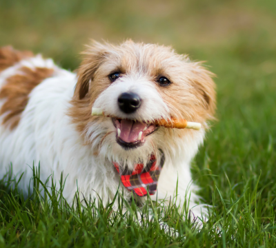 Snacks und Kauartikel für Hunde