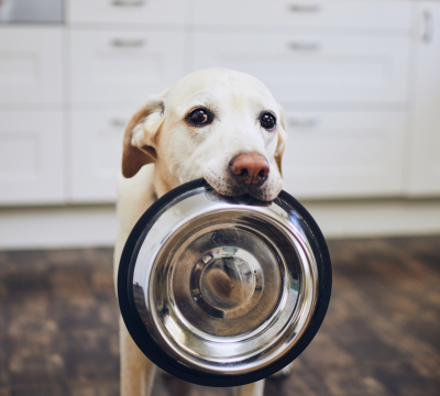 Näpfe und Tränken für Hunde