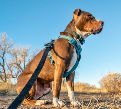 Geschirre aller Art für Hunde