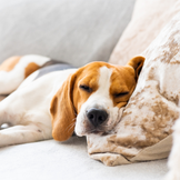 Betten und Körbe für Hunde