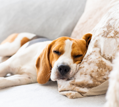 Betten und Körbe für Hunde