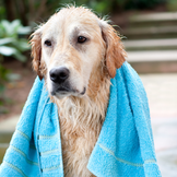 Ápoló és higiéniai termékek kutyáknak