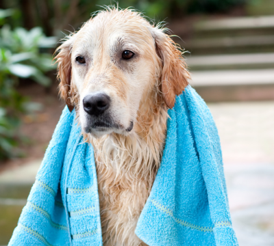 Pflege- und Hygieneprodukte für Hunde