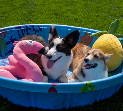 Hütten und Outdoorprodukte für Hunde