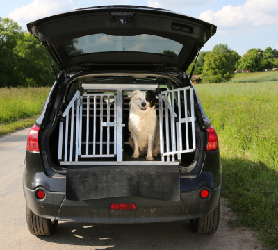 Autoschutz und Transporter für Hunde