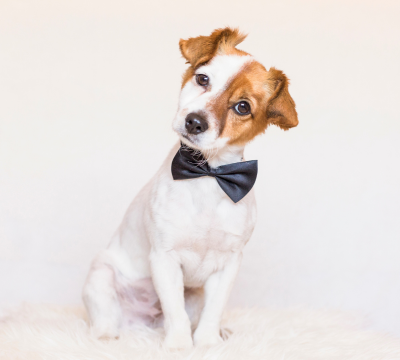 Fashion und Accessoires für Hunde
