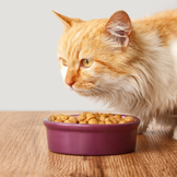 Hauptfutter und Snacks für Katzen