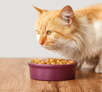 Hauptfutter und Snacks für Katzen