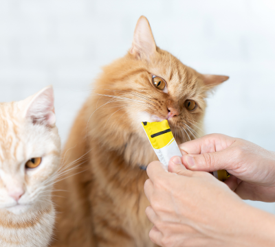 Snacks und Pasten für Katzen