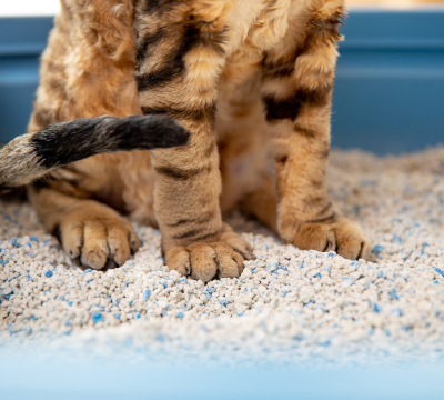 Einstreu und Toiletten für Katzen