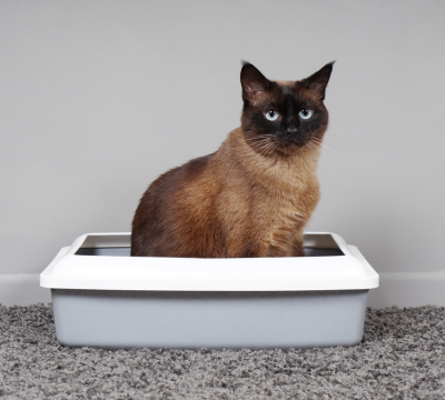 Katzentoiletten und Vorleger