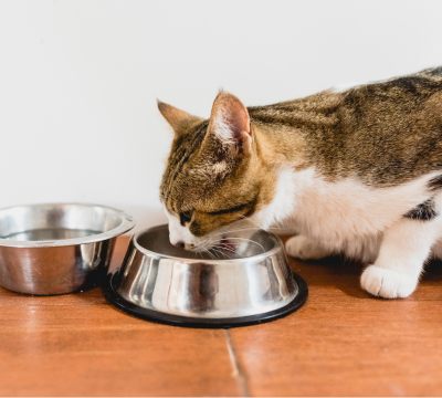 Näpfe und Trinkbrunnen für Katzen
