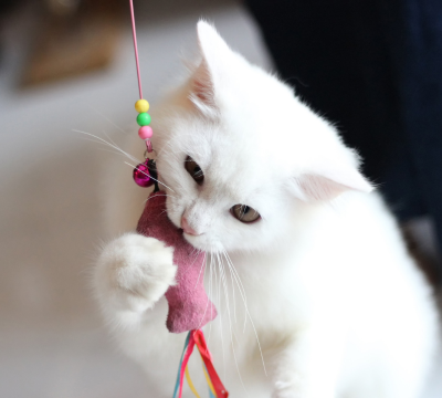 Spielzeug und Mäuse für Katzen