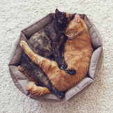 Ležišča in kotički za mačke
