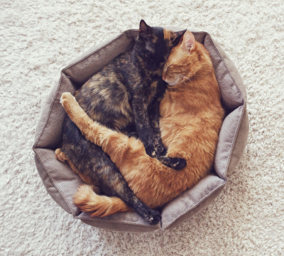 Höhlen und Betten für Katzen