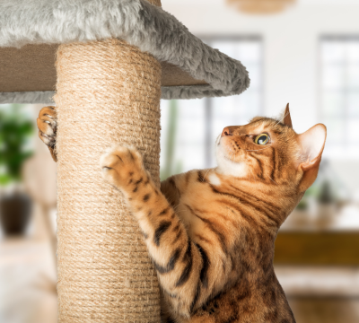 Kratzbäume und Kratzspielzeug für Katzen