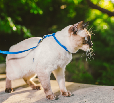 Halsbänder und Leinen für Katzen
