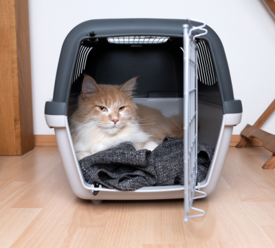 Transportboxen und Taschen für Katzen