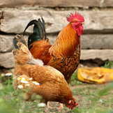 Futter und Zubehör für Hühner