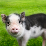 Futter und Zubehör für Hausschweine