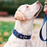 Halsband für Hunde