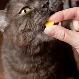 Vitamine und Mineralien für Katzen