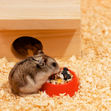 Näpfe und Tränken für Kleintiere