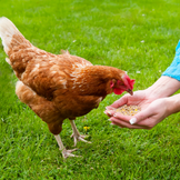 Ergänzungsfutter für Hühner
