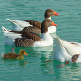 Futter und Zubehör für Enten und Gänse im Angebot