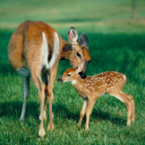 Futter für Wildtiere im Angebot