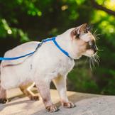 Halsbänder und Leinen für Katzen in Aktion