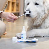 Pasten für Hunde in Aktion