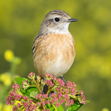 Vogelhäuschen und Futter für Wildvögel im Angebot