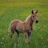 Alles für Pferd, Schaf, Rind und Weidetiere im Angebot